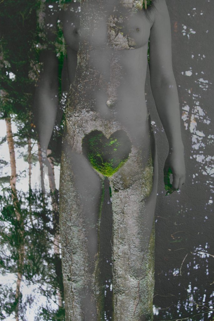 tree